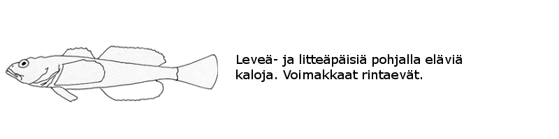 Simput