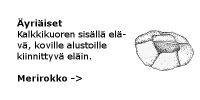 Merirokko