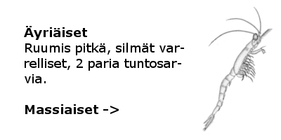Massiaiset