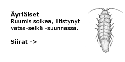 Siirat