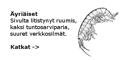 Katkat