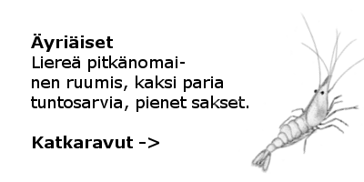 Katkaravut