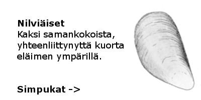 Simpukat