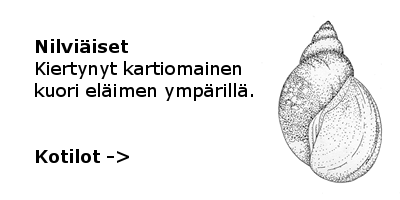 Kotilot
