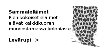 levärupi