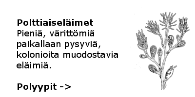 Polyypit