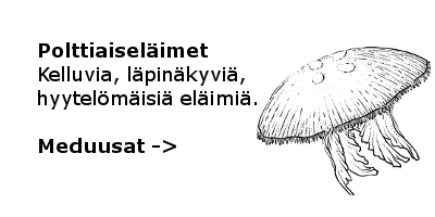 Meduusat